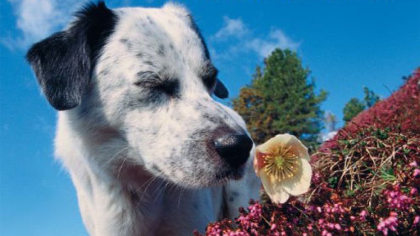 Pecorino  Ein Hund entdeckt die Steiermark