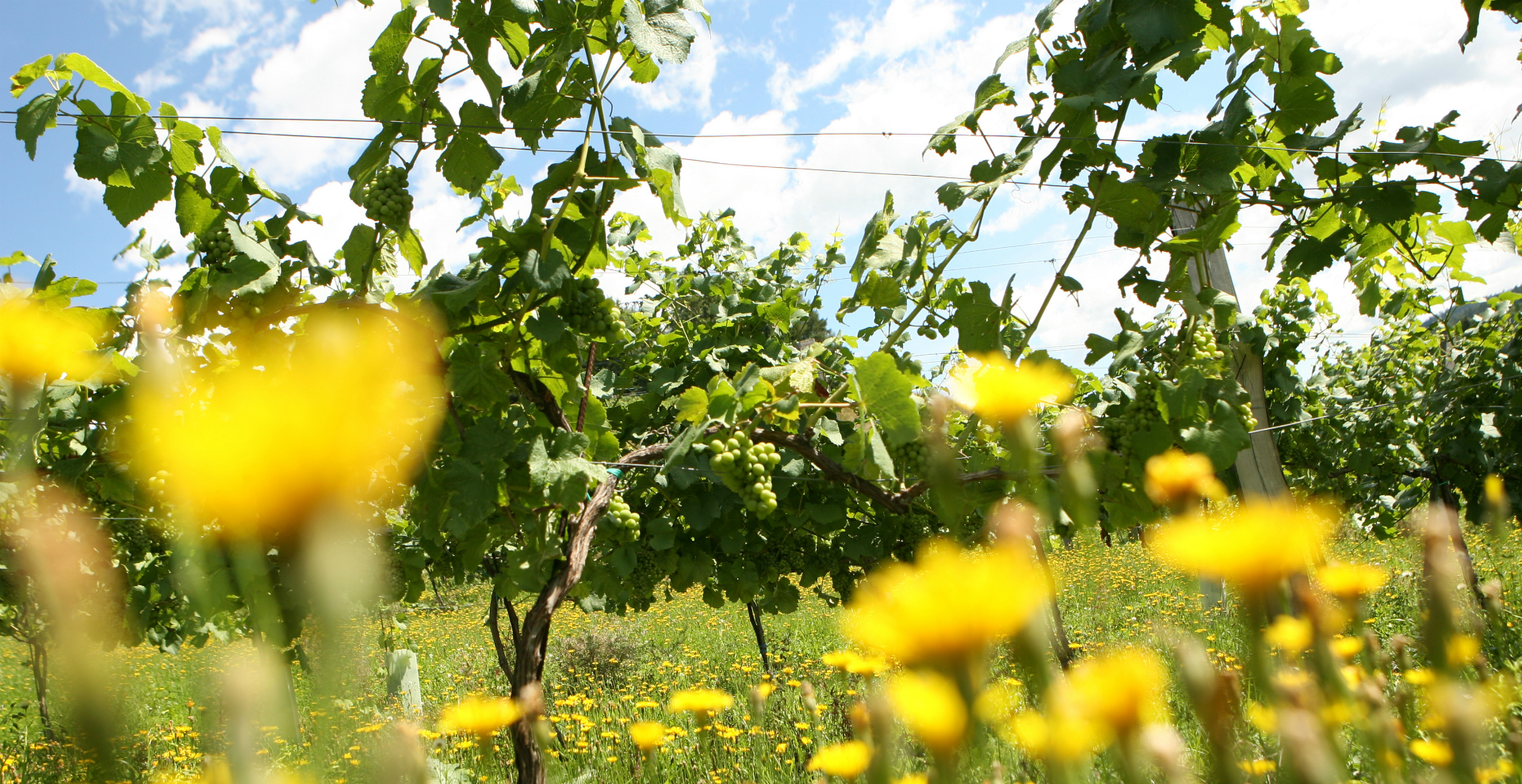 Weingarten mit blühender Frühlingswiese | © Steiermark Tourismus | Harry Schiffer