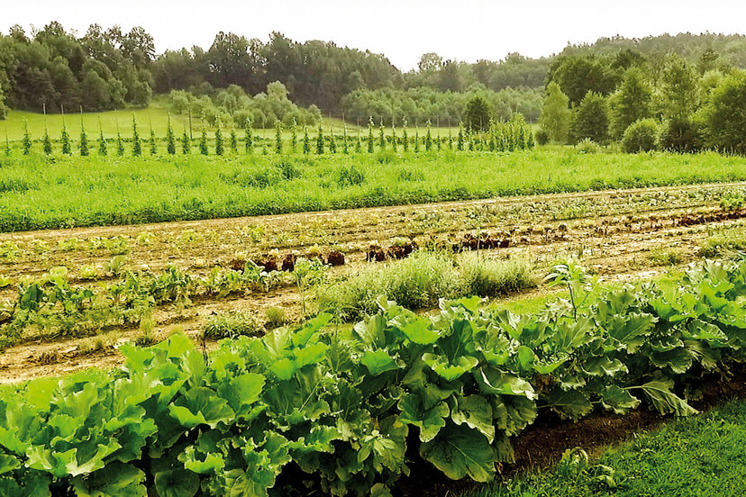 Gemüsegarten | © Rauch-Hof