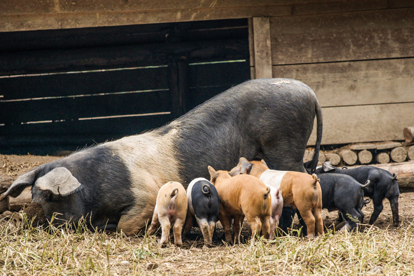 Schweine vom Wirtshaus Jagawirt | © Wirtshaus Jagawirt