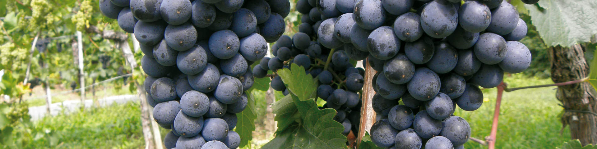 Blauer Zweigelt